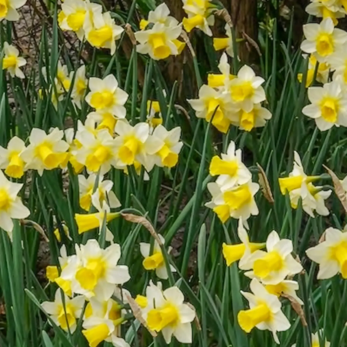 Narzissen Golden Echo (x7) - Sonnengelb im Frühling