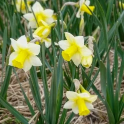 Narzissen Golden Echo (x7) - Sonnengelb im Frühling
