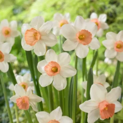 Narzissen Iwona (x5) - Duftender Frühling im Nu
