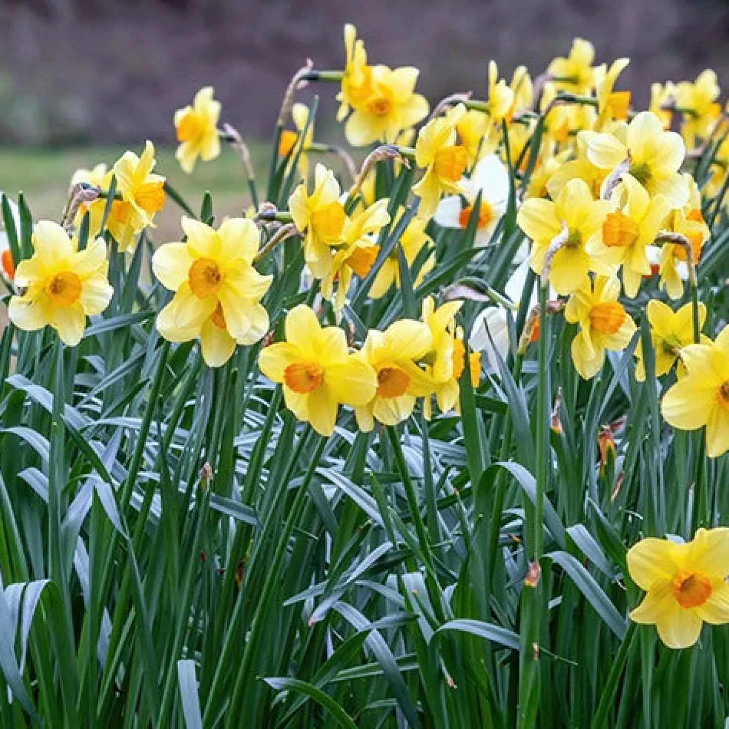 Narzissen-Kollektion 'Fortune' & 'Rijnveld Early Sensation' (x30) - Blüten von Februar bis April