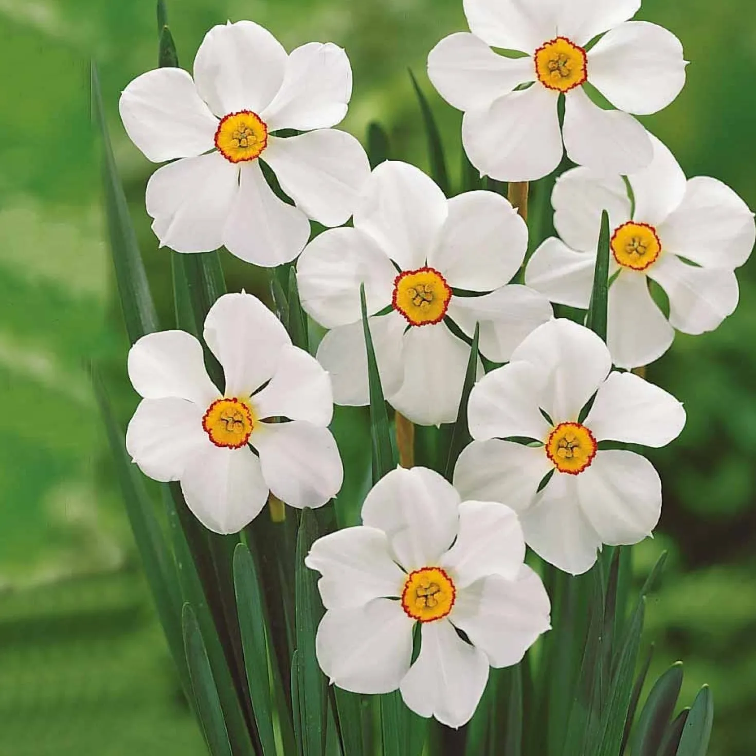 Narzissen-Kollektion 'Fortune' & 'Rijnveld Early Sensation' (x30) - Blüten von Februar bis April