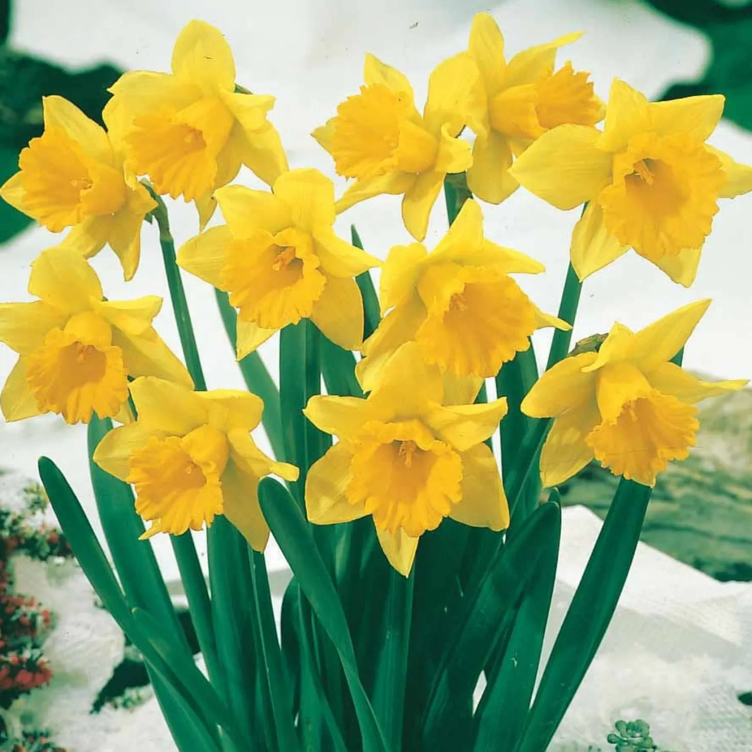 Narzissen-Kollektion 'Fortune' & 'Rijnveld Early Sensation' (x30) - Blüten von Februar bis April