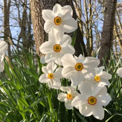 Narzissen-Kollektion 'Fortune' & 'Rijnveld Early Sensation' (x30) - Blüten von Februar bis April