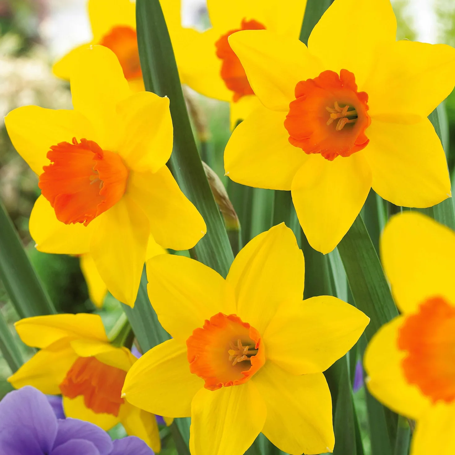 Narzissen-Kollektion 'Fortune' & 'Rijnveld Early Sensation' (x30) - Blüten von Februar bis April