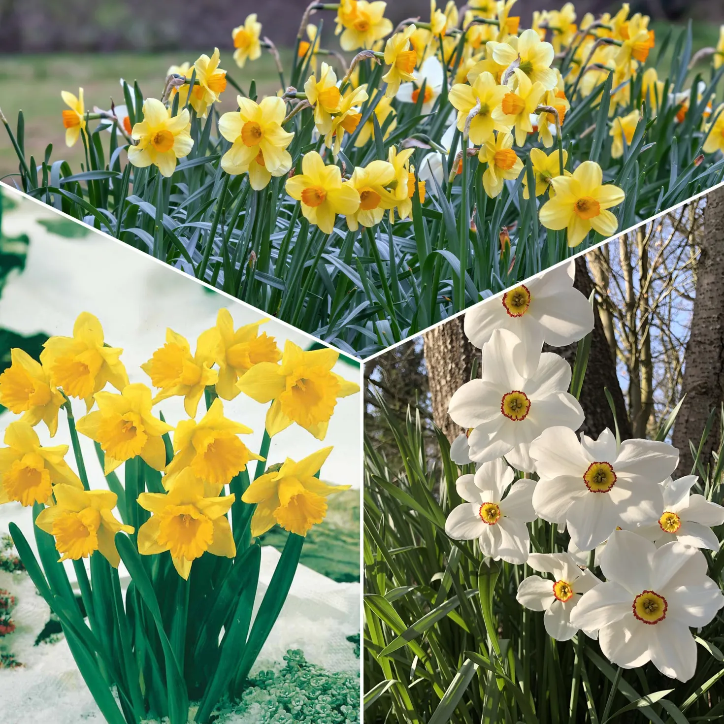 Narzissen-Kollektion 'Fortune' & 'Rijnveld Early Sensation' (x30) - Blüten von Februar bis April