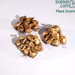 Narzissen-Kollektion 'Fortune' & 'Rijnveld Early Sensation' (x30) - Blüten von Februar bis April