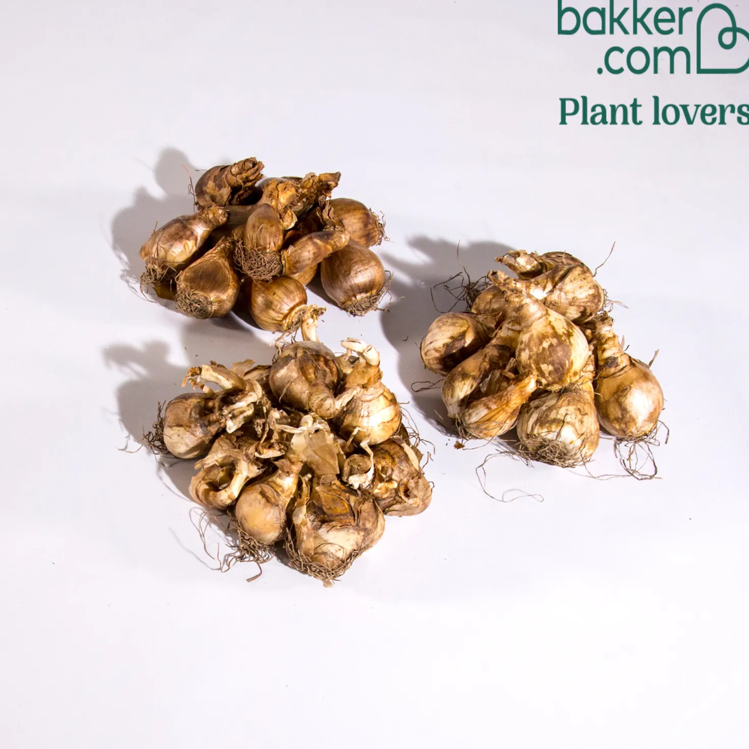 Narzissen-Kollektion 'Fortune' & 'Rijnveld Early Sensation' (x30) - Blüten von Februar bis April