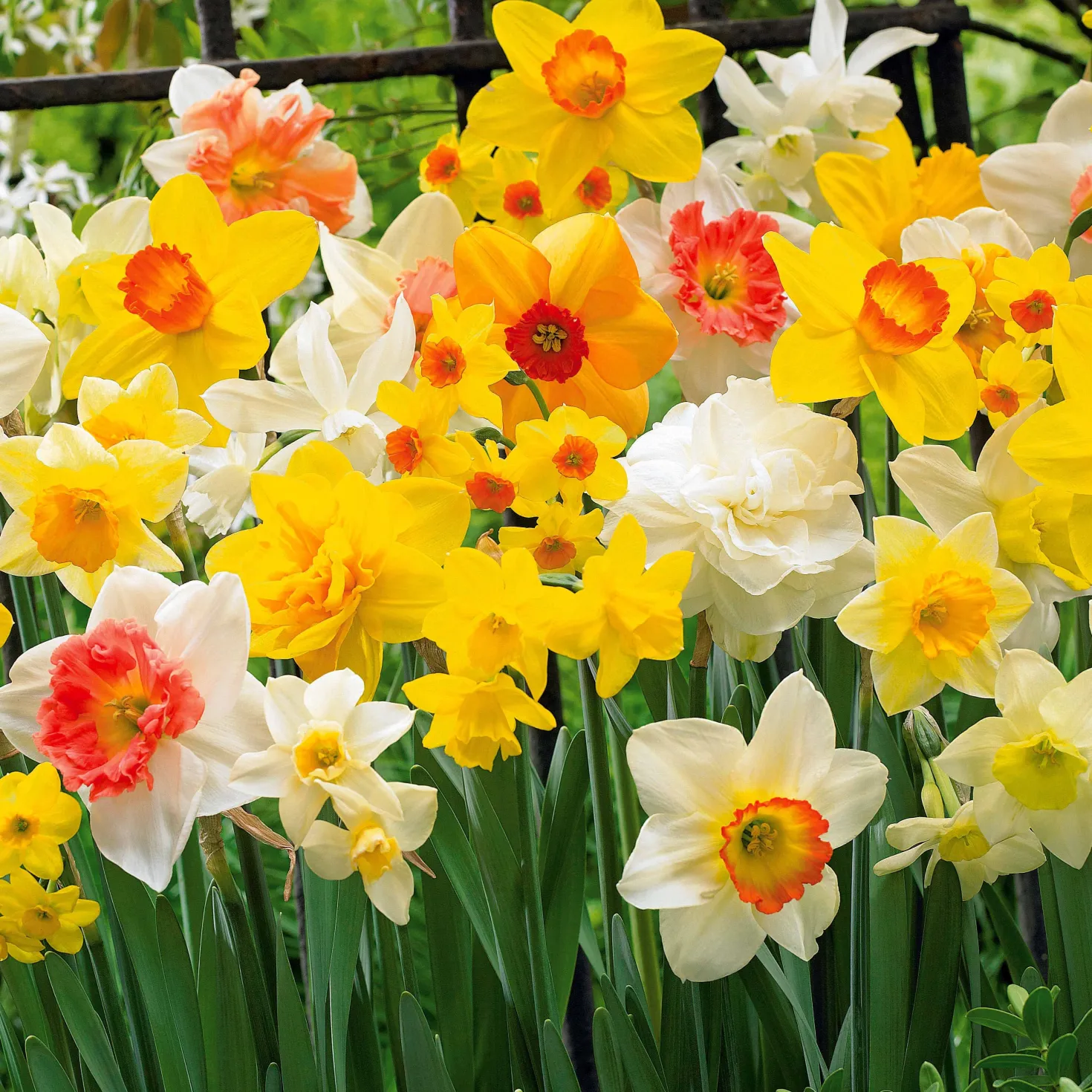 Narzissen Mischung - Frühling in voller Farbe