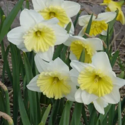 Narzissen mit großer Krone Ice Follies (x5) - Weiße Frühlingsblüher