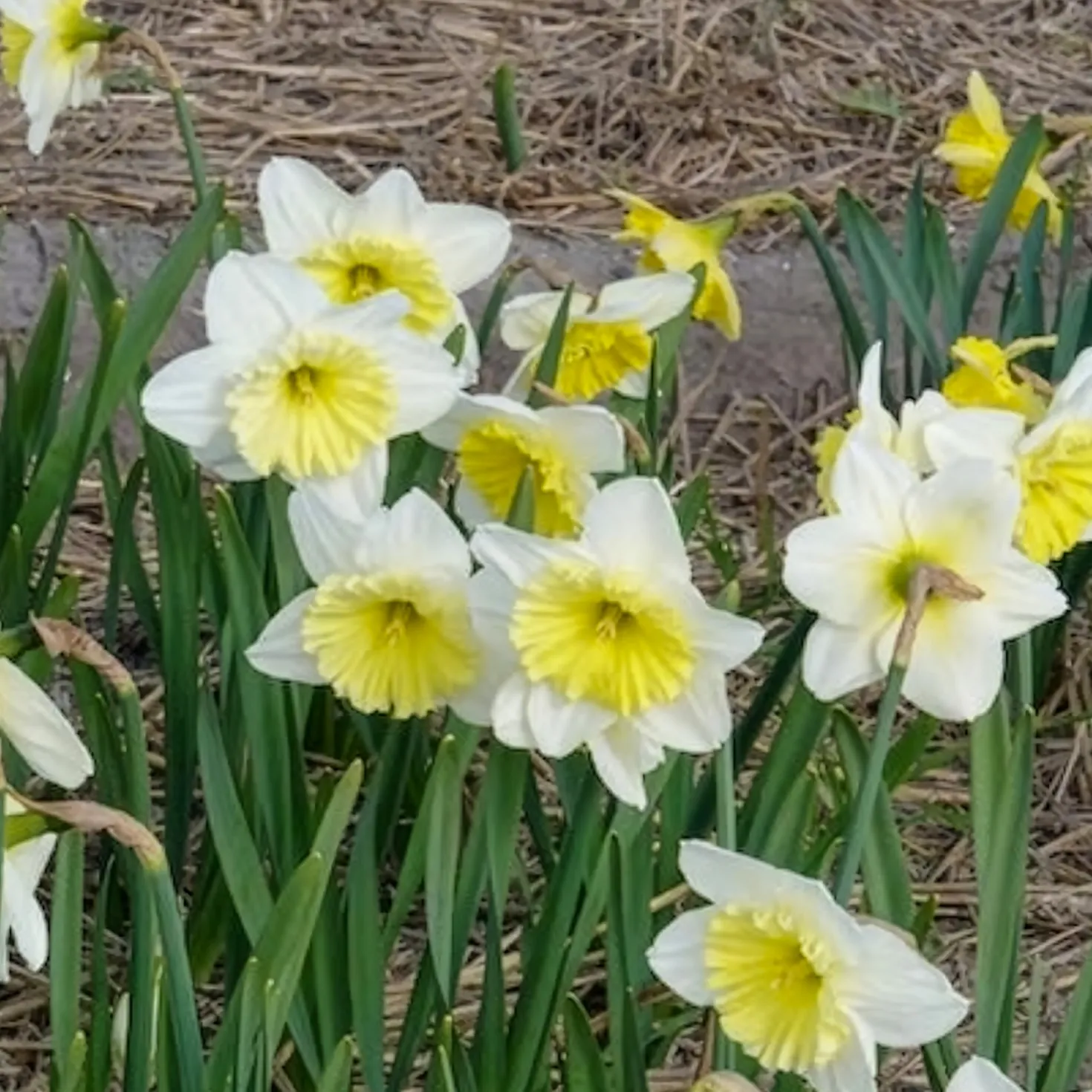 Narzissen mit großer Krone Ice Follies (x5) - Weiße Frühlingsblüher