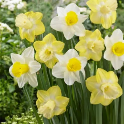 Narzissen mit großer Krone Mainstreet (x5) - Frühling in voller Blüte