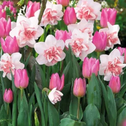 5 Narzissen Replète + 10 Tulpen Candy Prince - Rosa Frühling ohne Aufwand