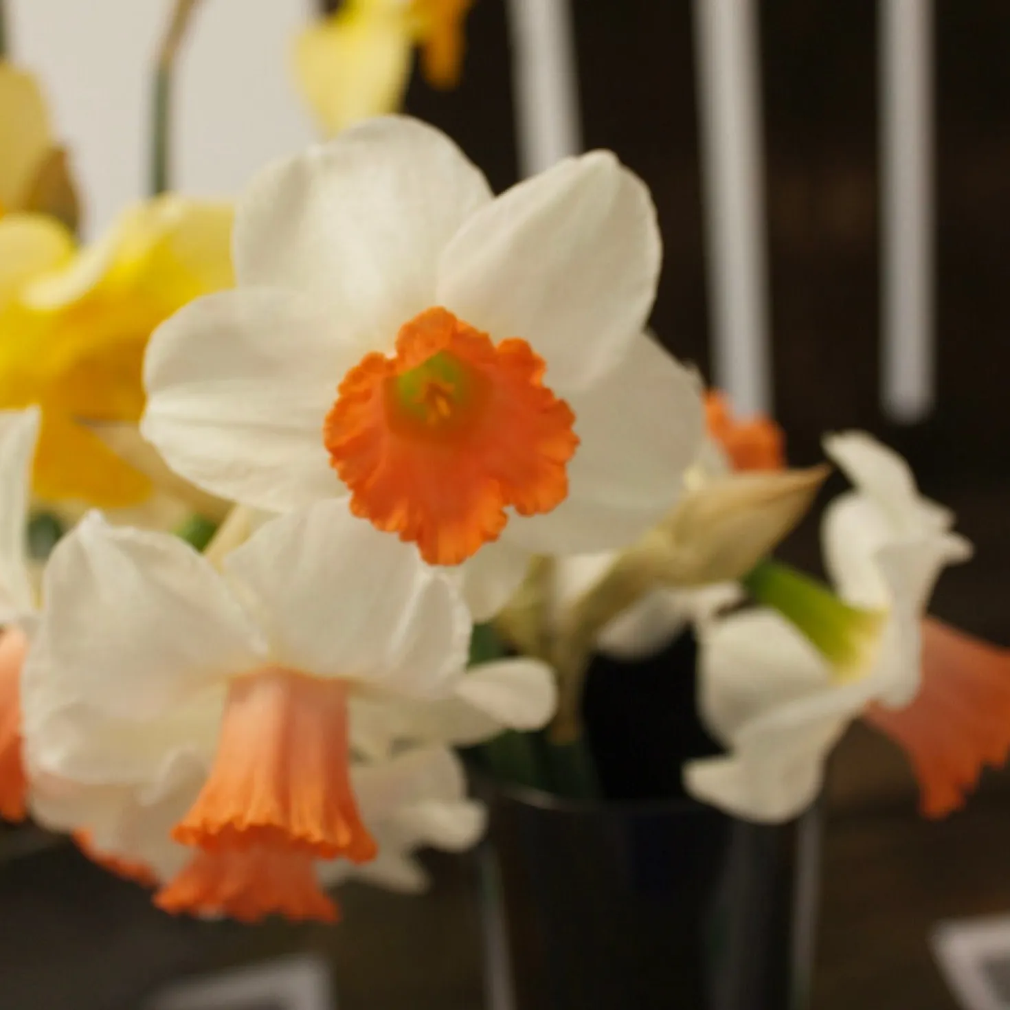 Narzissen Skype - Frühling in Weiß und Orange