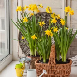 Narzissen 'Tête-à-Tête' (x10) - Frühling im Miniformat