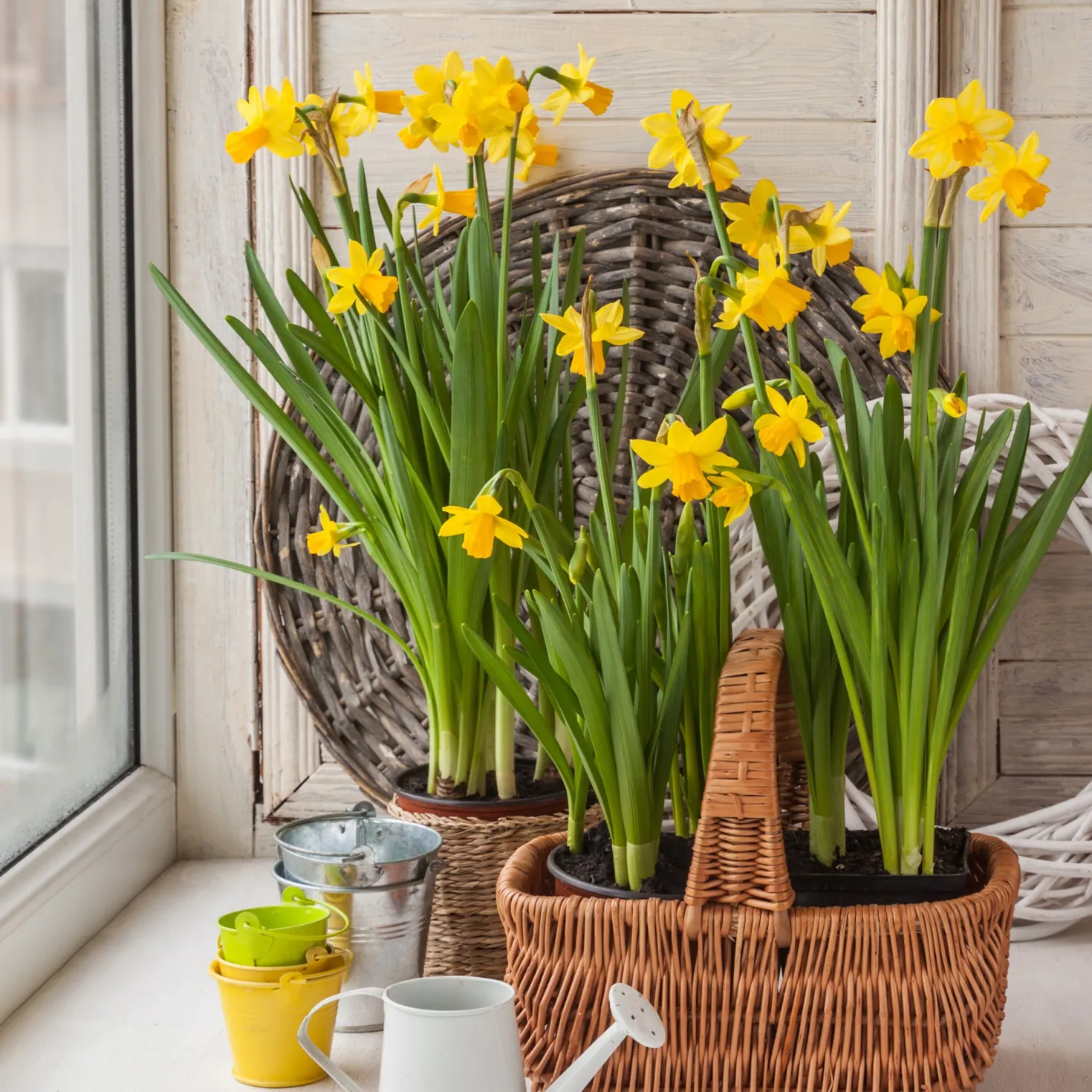Narzissen 'Tête-à-Tête' (x10) - Frühling im Miniformat