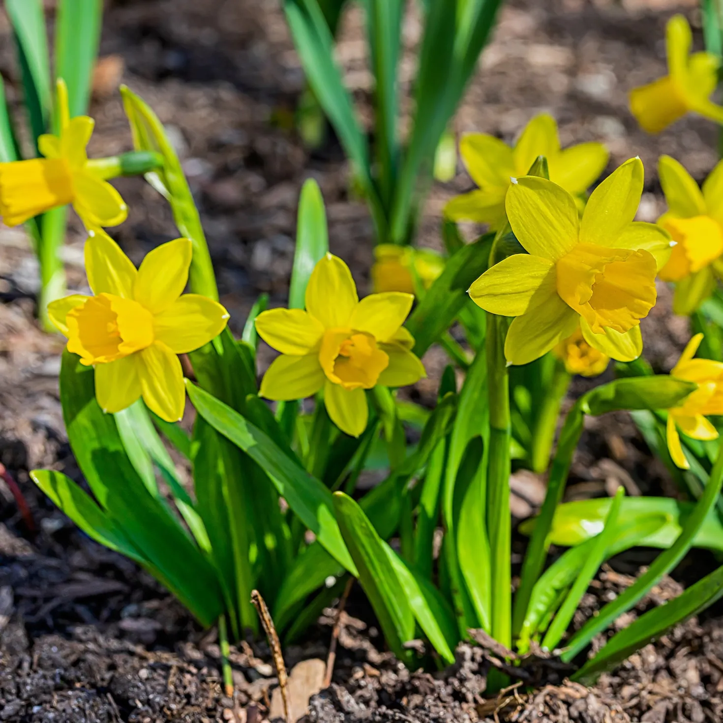 Narzissen 'Tête-à-Tête' (x10) - Frühling im Miniformat