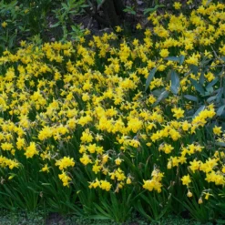 Narzissen 'Tête-à-Tête' (x10) - Frühling im Miniformat