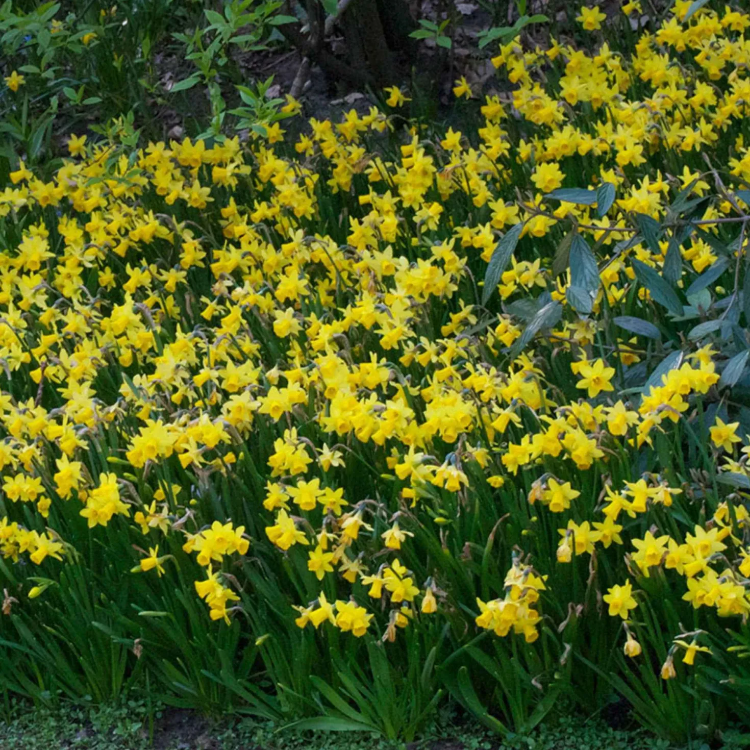 Narzissen 'Tête-à-Tête' (x10) - Frühling im Miniformat