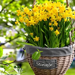 Narzissen 'Tête-à-Tête' (x10) - Frühling im Miniformat