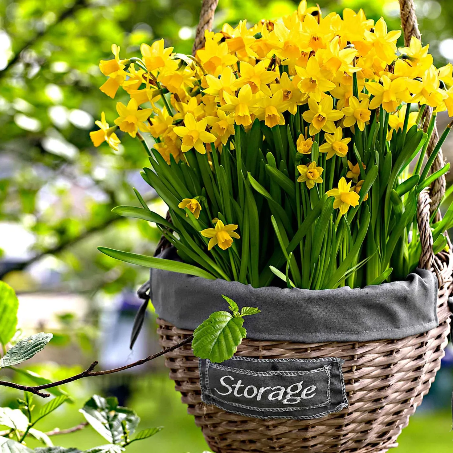 Narzissen 'Tête-à-Tête' (x10) - Frühling im Miniformat