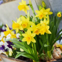 Narzissen 'Tête-à-Tête' (x10) - Frühling im Miniformat