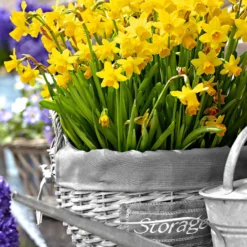 Narzissen 'Tête-à-Tête' (x10) - Frühling im Miniformat