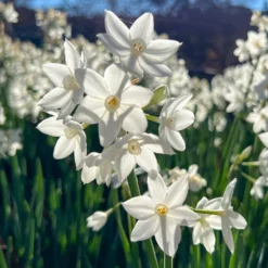 Narzisse Paperwhite - Duft im Winter, ganz einfach