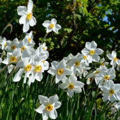 Narzisse Poeticus 'Actea' (x10) - Duft, der den Frühling ruft