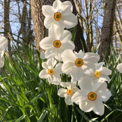 Narzisse Poeticus 'Actea' (x10) - Duft, der den Frühling ruft
