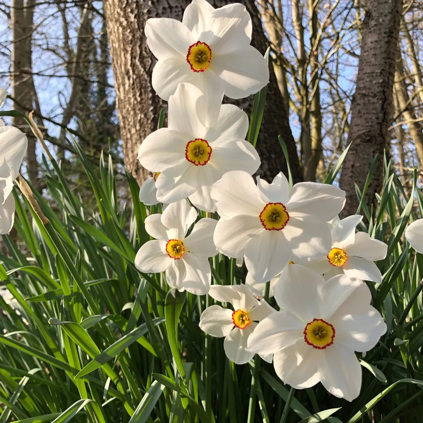 Narzisse Poeticus 'Actea' (x10) - Duft, der den Frühling ruft