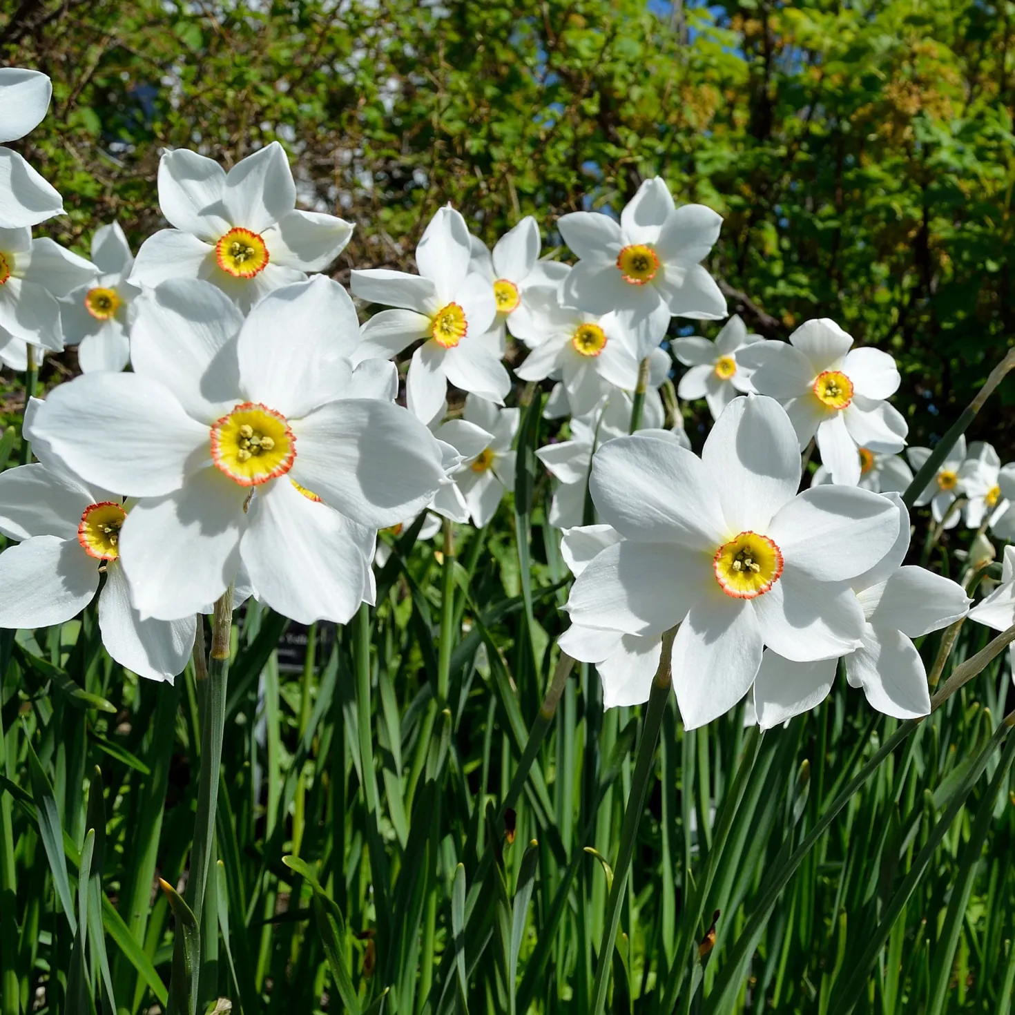Narzisse Poeticus 'Actea' (x10) - Duft, der den Frühling ruft
