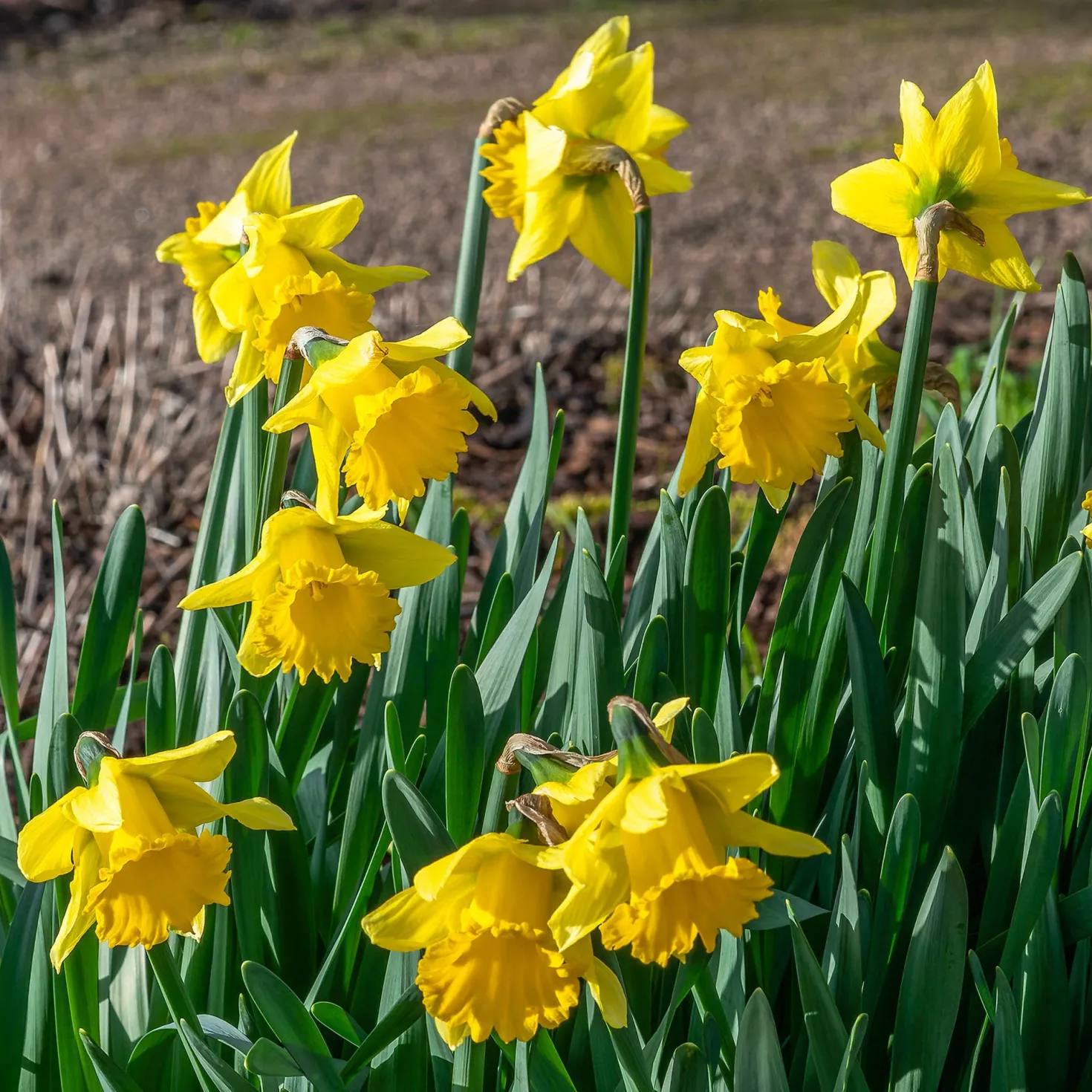 Narzisse ‘Rijnveld Early Sensation’ (x10) - Blüht schon im Februar
