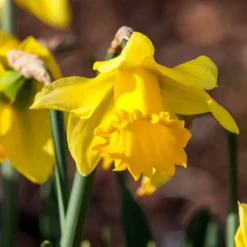 Narzisse ‘Rijnveld Early Sensation’ (x10) - Blüht schon im Februar