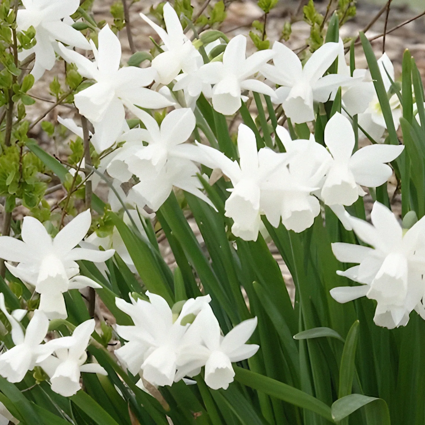 Narzisse 'Thalia' (x7) - Weiße Blüten im Frühling