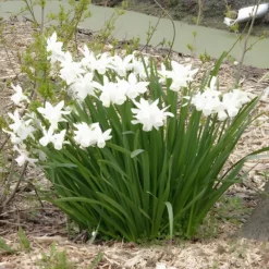 Narzisse 'Thalia' (x7) - Weiße Blüten im Frühling