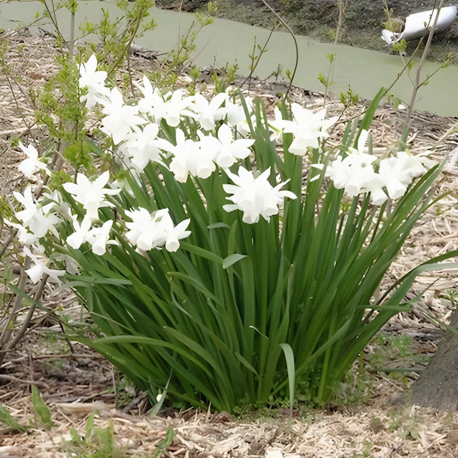 Narzisse 'Thalia' (x7) - Weiße Blüten im Frühling