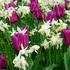 Narzisse 'Thalia' (x7) - Weiße Blüten im Frühling