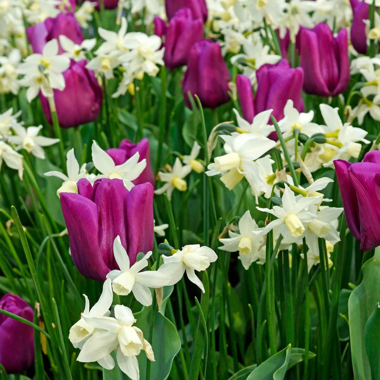 Narzisse 'Thalia' (x7) - Weiße Blüten im Frühling