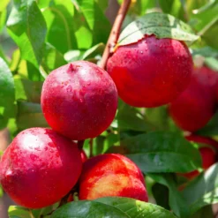 Nektarine Flavortop - Saftige Ernte ganz leicht