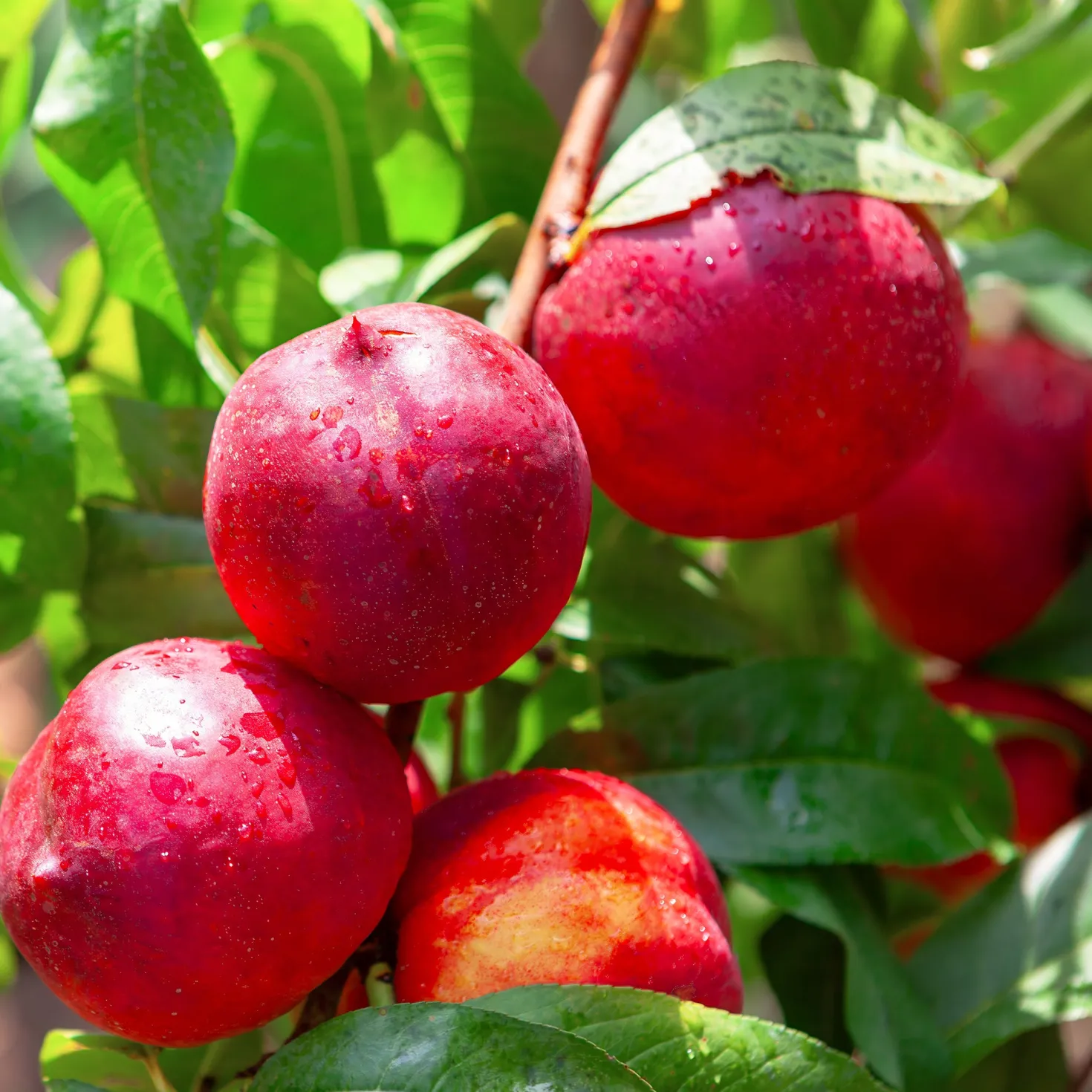 Nektarine Flavortop - Saftige Ernte ganz leicht