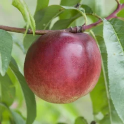 Nektarinenbaum Nectared - Süße Nektarinen frisch geerntet