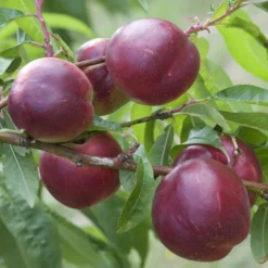 Nektarinenbaum Nectared - Süße Nektarinen frisch geerntet