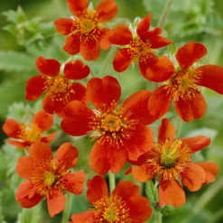 Nelkenwurz 'Borisii' - Leuchtendes Orange im Beet