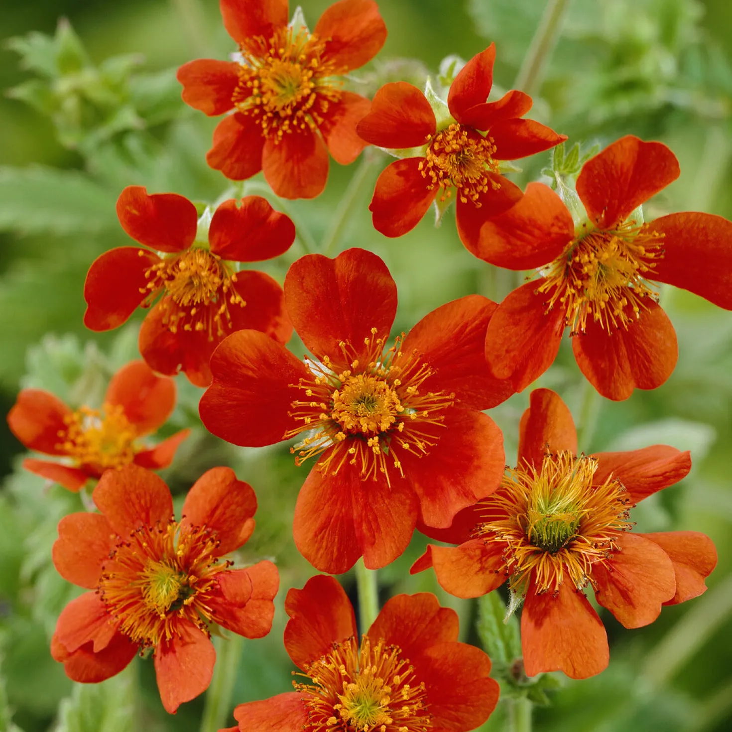Nelkenwurz 'Borisii' - Leuchtendes Orange im Beet