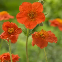 Nelkenwurz 'Borisii' - Leuchtendes Orange im Beet