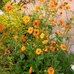 Nelkenwurz ‘Totally Tangerine’ - Orange leuchtet den ganzen Sommer