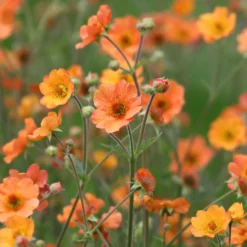 Nelkenwurz ‘Totally Tangerine’ - Orange leuchtet den ganzen Sommer