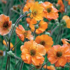 Nelkenwurz ‘Totally Tangerine’ - Orange leuchtet den ganzen Sommer