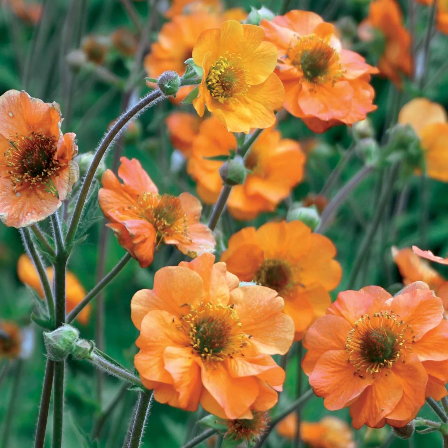 Nelkenwurz ‘Totally Tangerine’ - Orange leuchtet den ganzen Sommer