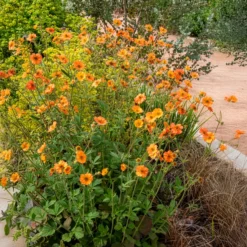 Nelkenwurz ‘Totally Tangerine’ - Orange leuchtet den ganzen Sommer